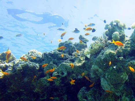 Underwater scene, rest on the Red sea, Egypt, Sharm El Sheikh