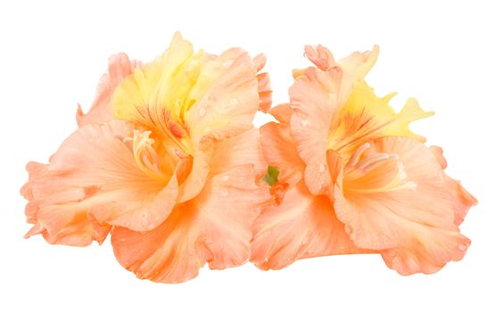 close-up wet gladiolus flowers, isolated on white