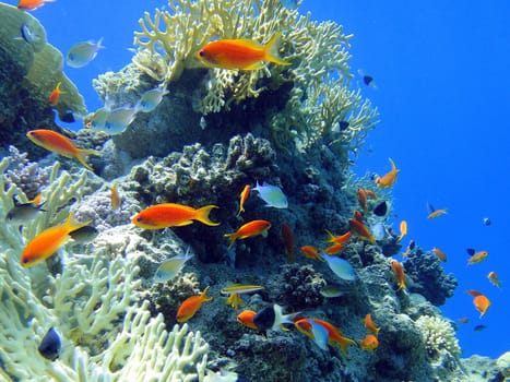 Underwater scene, rest on the Red sea, Egypt, Sharm El Sheikh