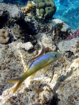 Muraena and Mullus on the reef.                             