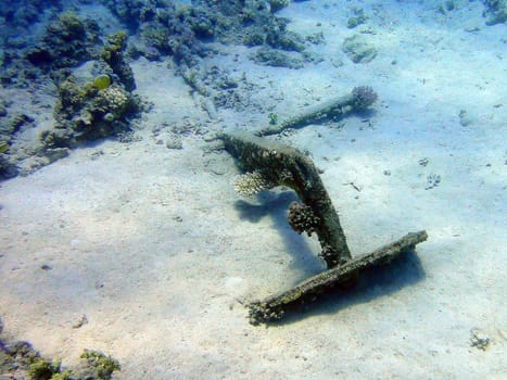 Underwater scene, rest on the Red sea, Egypt, Sharm El Sheikh