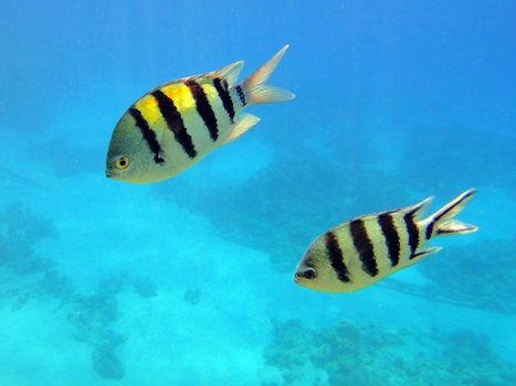 Striped fish (Abudefduf)