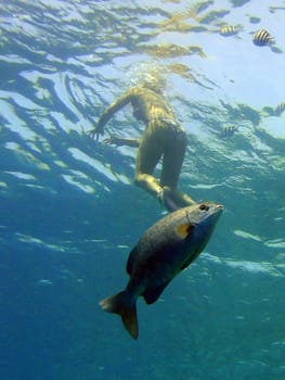 Woman and fish on Red Sea                               