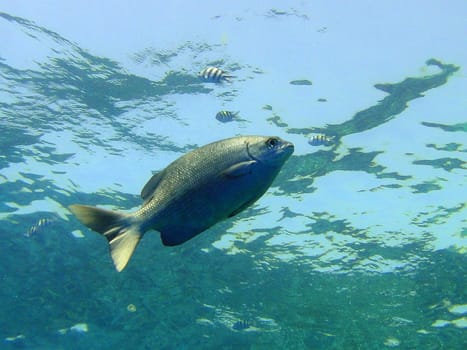 Underwater scene, rest on the Red sea, Egypt, Sharm El Sheikh