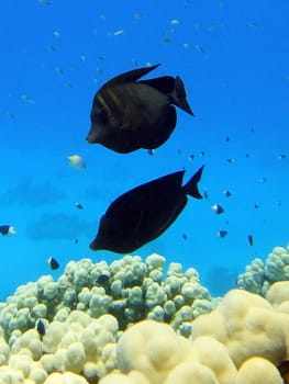 Underwater scene, rest on the Red sea, Egypt, Sharm El Sheikh