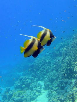 Underwater scene, rest on the Red sea, Egypt, Sharm El Sheikh