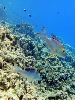 Underwater scene, rest on the Red sea, Egypt, Sharm El Sheikh