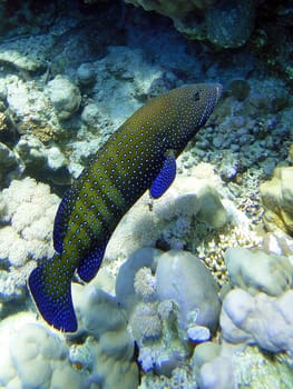 Underwater scene, rest on the Red sea, Egypt, Sharm El Sheikh