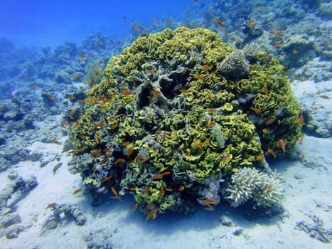 Underwater scene, rest on the Red sea, Egypt, Sharm El Sheikh