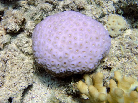 Underwater scene, rest on the Red sea, Egypt, Sharm El Sheikh