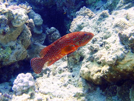 Coral grouper in Red Sea                               