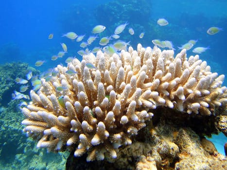 Beatiful fishes (Chromis viridis) on coral (Acropora)