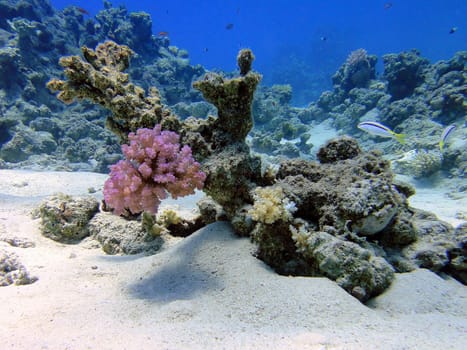 Intricate coral and multicolor fishes                               