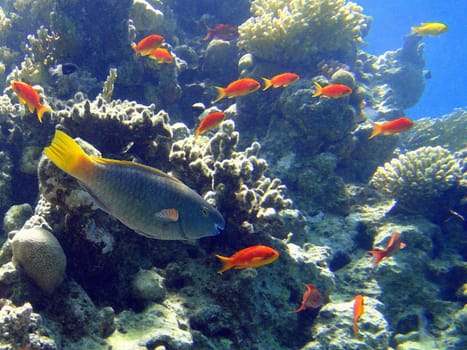 Parrot fish, Red Sea, Egypt.