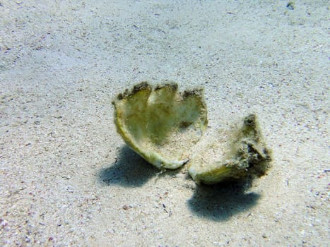 Underwater scene, rest on the Red sea, Egypt, Sharm El Sheikh