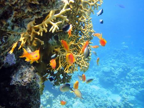 Underwater scene, rest on the Red sea, Egypt, Sharm El Sheikh