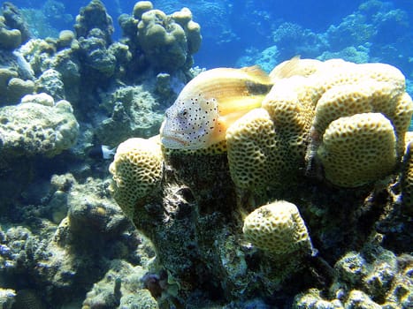 Multicolored fish on coral in Red Sea