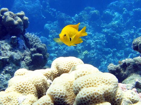 Fine yellow fish in Red Sea