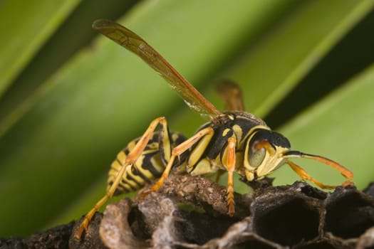A wasp Polistes bischoffi ( Weyrauch, 1937 ) of threatening aspect