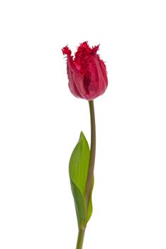 Red tulip with steem isolated on white background.
