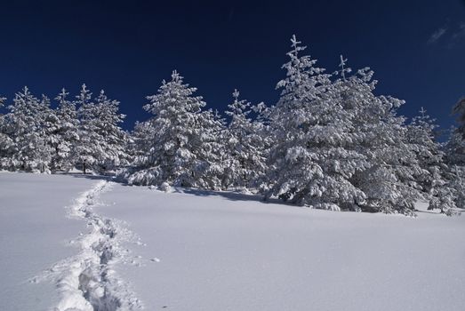 Footpath in snow, sunny day at mountain, winter, forest