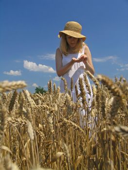 Field of Wheat