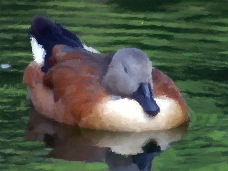 A beautiful brown duck resting in the lake.