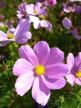 a collection of beautiful soft pink flowers