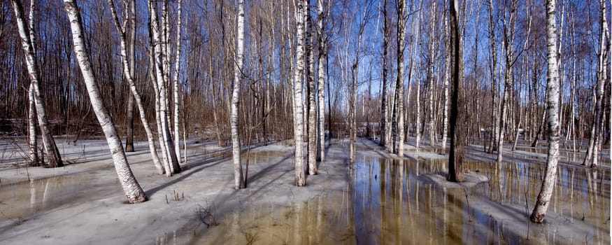 birches grove early spring panorama with ice and water