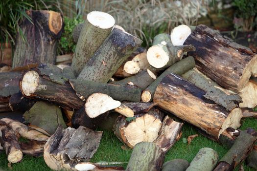 Freshly cut logs - horizontally