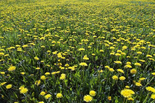Spring yellow meadow - blooming dandelions