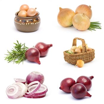 collection of onion vegetable 