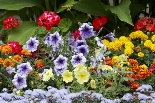 Detail of the blossoming flowers - ornamental flowers - summer annual