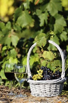 two glasses of wine and grapes in a basket