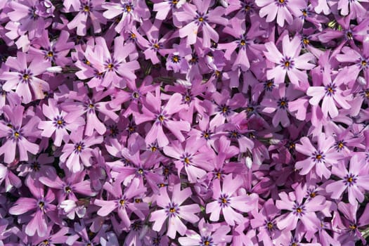 Detail of the blossoming flowers - ornamental flowers - summer annual
