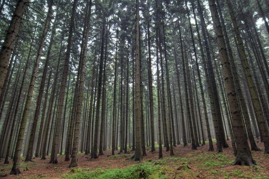 Image of the coniferous forest 