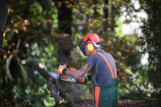 Forest workers or lumberjacks sawing - horizontally