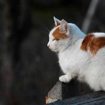 Cat sitting peacefully on a fence