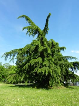 Beautiful big fir tree in the nature by clear blue day