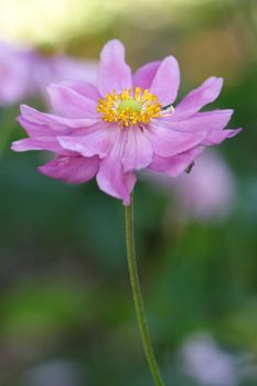 Double petalled anenome Japanese Windflower in pink.  Perennial herb. They prefer fertile organic enriched soil and their name is given because they are often found growing in windy areas.  This photo has a very shallow dof.
