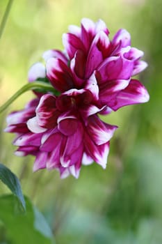 Beautiful stunning dahlia flowering in the garden.  Belonging to  Asteraceae, which is part of the daisy family.  they love well drained humus rich soils.  Shallow dof with focus to just some of the edges of the petals.