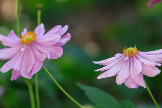 Double petalled Japanese Windflowers (anenome) flowering in the garden.  They have delicate petals and love fertile enriched soils.