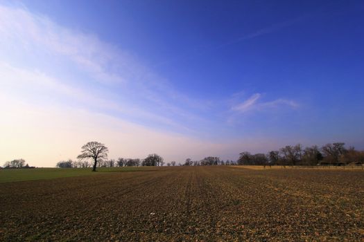 Landscape with a few trees and a field by beautiful winter day