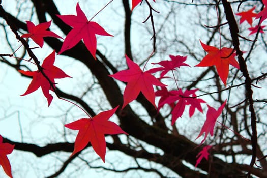 Red leaves and branches by autumn weather
