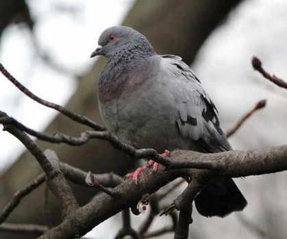 Grey city pigeon standing on a branch and looking aside