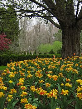 A photograph of a peaceful flower garden.