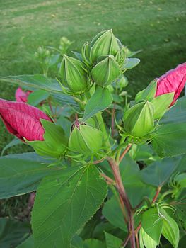 A photograph of a pink flower in a field.