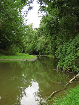 A landscape photograph of peaceful forest scenery.