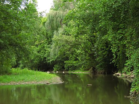 A landscape photograph of peaceful forest scenery.