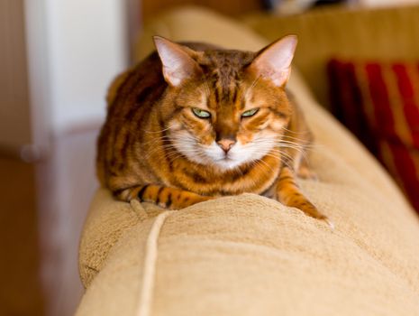 Orange bengal cat on back of sofa with mean stare